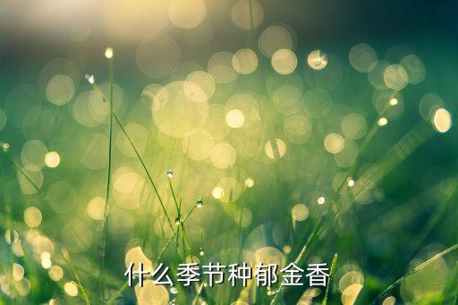 什么季节种郁金香