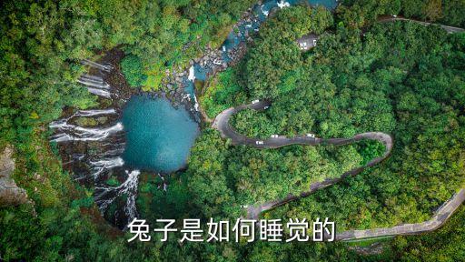 兔子是如何睡觉的