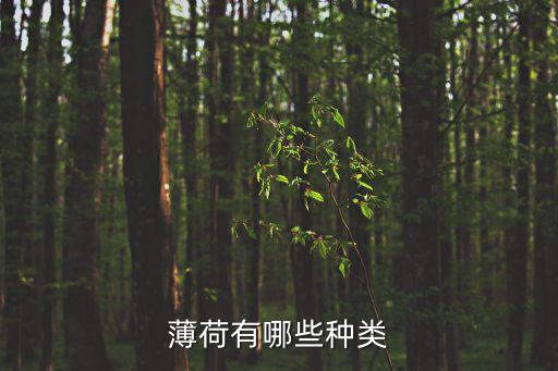 薄荷品种，薄荷有哪些种类