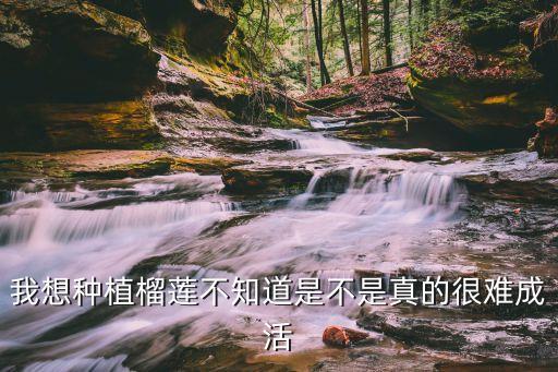怎么种榴莲，我想种植榴莲不知道是不是真的很难成活