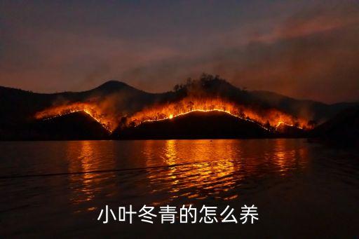 小叶冬青的怎么养