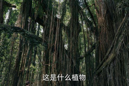这是什么植物