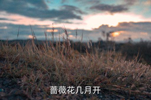蔷薇花几月开