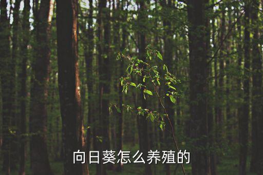 向日葵怎么养殖的