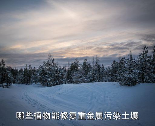 哪些植物能修复重金属污染土壤