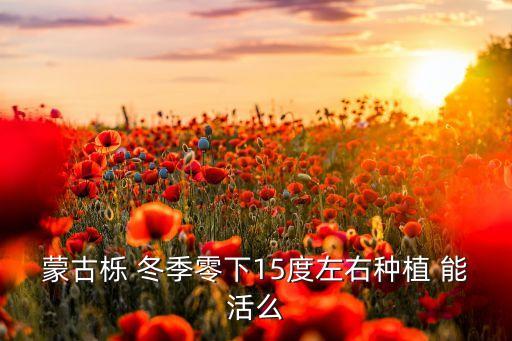 蒙古栎 冬季零下15度左右种植 能活么