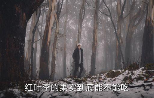 红叶李的果实到底能不能吃