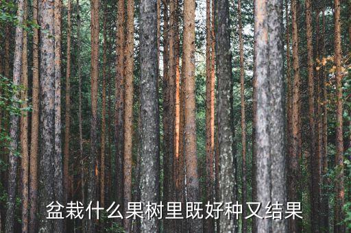 盆栽什么果树里既好种又结果