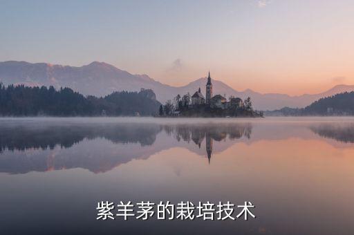 紫羊茅的栽培技术