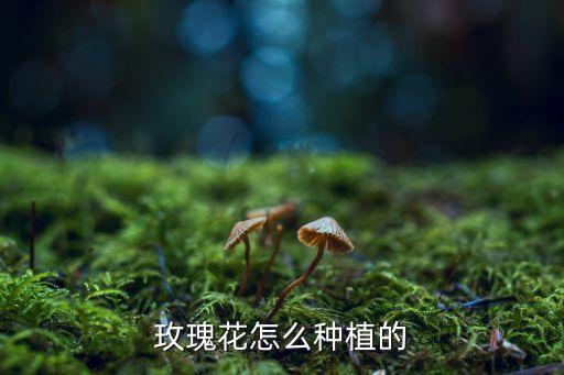 玫瑰花怎么种植的