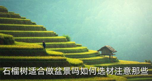 石榴树适合做盆景吗如何选材注意那些