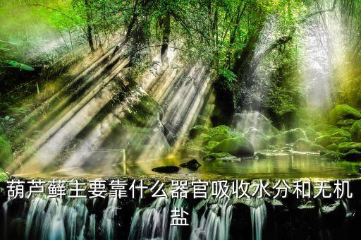 葫芦藓，葫芦藓属于什么植物