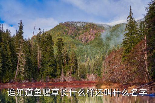 马兰头长什么样，谁知道鱼腥草长什么样还叫什么名字